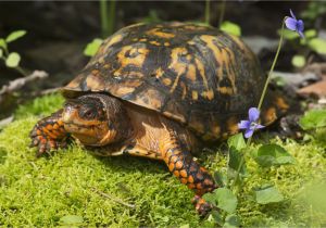 Above Ground Turtle Pond Diy Building Outdoor Housing for Box Turtles