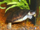 Above Ground Turtle Pond Diy Care Of African Side Neck Turtles