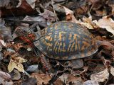 Above Ground Turtle Pond Diy How to Care for Pet Eastern Box Turtles