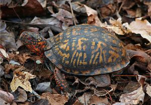 Above Ground Turtle Pond Diy How to Care for Pet Eastern Box Turtles