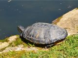 Above Ground Turtle Pond Diy How to Encourage Basking for Your Red Eared Slider