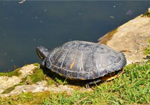 Above Ground Turtle Pond Diy How to Encourage Basking for Your Red Eared Slider