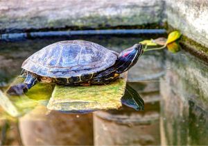 Above Ground Turtle Pond Diy How to Encourage Basking for Your Red Eared Slider