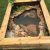 Above Ground Turtle Pond Diy Our New Diy Above Ground Pond for Bella the Turtle Ponds