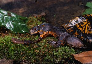 Above Ground Turtle Pond Diy What Your Box Turtle Can and Can T Eat