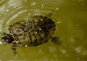 Above Ground Turtle Pond for Sale A Guide to Caring for Red Eared Slider Turtles as Pets