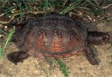 Above Ground Turtle Pond for Sale Care Of Pet Gulf Coast Box Turtles