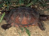 Above Ground Turtle Pond for Sale Care Of Pet Gulf Coast Box Turtles