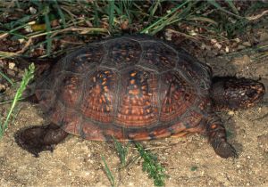 Above Ground Turtle Pond for Sale Care Of Pet Gulf Coast Box Turtles