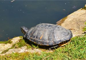 Above Ground Turtle Pond for Sale How to Encourage Basking for Your Red Eared Slider