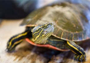 Above Ground Turtle Pond for Sale Should You Keep A Wild Turtle