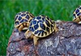 Above Ground Turtle Pond for Sale tortoise for Sale tortoise for Sale tortoises Sulcata tortoise