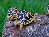 Above Ground Turtle Pond for Sale tortoise for Sale tortoise for Sale tortoises Sulcata tortoise