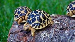 Above Ground Turtle Pond for Sale tortoise for Sale tortoise for Sale tortoises Sulcata tortoise