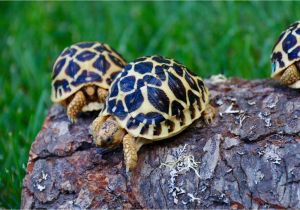 Above Ground Turtle Pond for Sale tortoise for Sale tortoise for Sale tortoises Sulcata tortoise