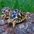 Above Ground Turtle Pond for Sale tortoise for Sale tortoise for Sale tortoises Sulcata tortoise