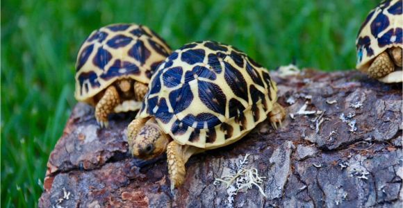 Above Ground Turtle Pond for Sale tortoise for Sale tortoise for Sale tortoises Sulcata tortoise