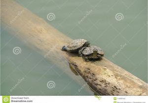 Above Ground Turtle Pond for Sale Turtles On Floating Log In the River Stock Photo Image Of Couple