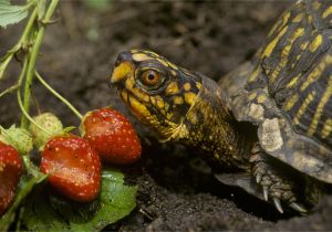 Above Ground Turtle Pond for Sale What Your Box Turtle Can and Can T Eat