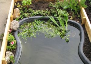 Above Ground Turtle Pond Ideas 2947 Best Garten Images On Pinterest Plants Landscaping and Diy