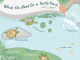 Above Ground Turtle Pond Ideas Pet Aquatic Turtles and Outdoor Ponds