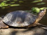 Above Ground Turtle Pond Ideas Western Pond Turtle Turtles Pinterest Turtle Pond Turtle and