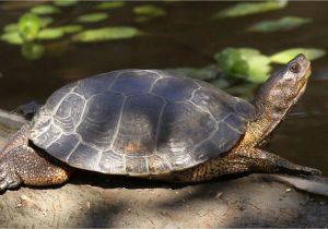 Above Ground Turtle Pond Ideas Western Pond Turtle Turtles Pinterest Turtle Pond Turtle and