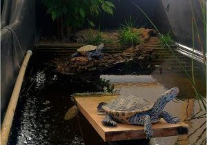 Above Ground Turtle Pond Kit A Couple Of Diamondback Terrapins Greeted Me This Morning at Zoo Med