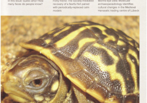 Above Ground Turtle Pond Kit Pdf Delayed Trait Development and the Convergent Evolution Of Shell