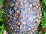 Above Ground Turtle Pond Pin by Pacita On Turtles In the Garden Pinterest Turtle
