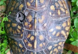 Above Ground Turtle Pond Pin by Pacita On Turtles In the Garden Pinterest Turtle