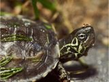 Above Ground Turtle Pond Turtle topper Above Tank Basking Platform Dock Pet Stuff