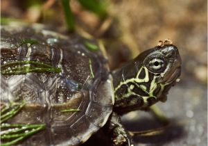 Above Ground Turtle Pond Turtle topper Above Tank Basking Platform Dock Pet Stuff