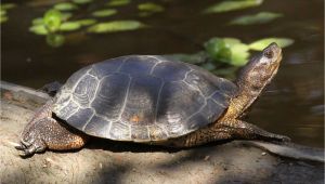 Above Ground Turtle Pond Western Pond Turtle Turtles Pinterest Turtle Pond Turtle and