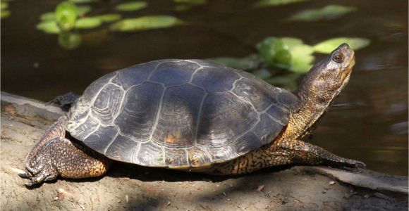 Above Ground Turtle Pond Western Pond Turtle Turtles Pinterest Turtle Pond Turtle and