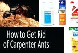 Advance Carpenter Ant Bait Canada Carpenter Ant Bait Home Depot Termite Spray Home Depot