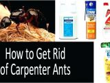 Advance Carpenter Ant Bait Canada Carpenter Ant Bait Home Depot Termite Spray Home Depot