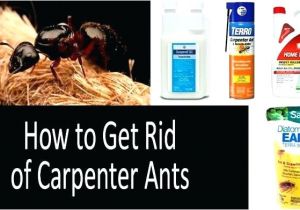 Advance Carpenter Ant Bait Canada Carpenter Ant Bait Home Depot Termite Spray Home Depot