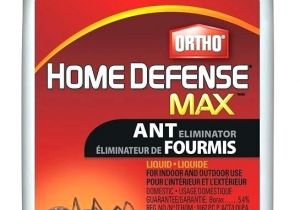 Advance Carpenter Ant Bait Canada Maxforce Ant Bait Carpenter Ant Bait Home Depot Best