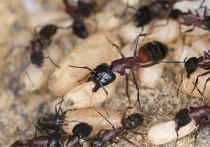 Advance Carpenter Ant Bait Label Carpenter Ants Nj Carpenter Ants