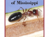 Advance Carpenter Ant Bait Label Pdf Carpenter Ants Of Mississippi