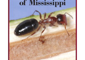 Advance Carpenter Ant Bait Label Pdf Carpenter Ants Of Mississippi