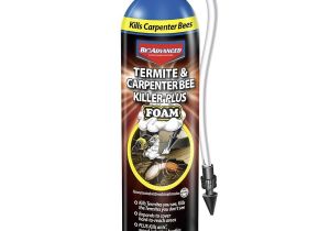 Advance Carpenter Ant Bait Lowes Shop Bayer Advanced 18 Fl Oz Termite Carpenter Bee