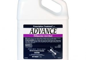 Advance Carpenter Ant Bait Reviews Advance Carpenter Ant Bait Free Shipping