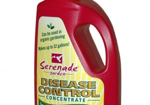 Advance Carpenter Ant Bait Walmart Amazon Com Serenade Garden 708490 Serenade Garden Ready to Spray