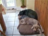 Anti Chew Dog Bed Ireland Dachshund Hot Dog Bun Bed Anti Chew Raised Dog Beds Noten