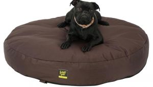 Anti Chew Dog Beds Australia Dachshund Hot Dog Bun Bed Anti Chew Raised Dog Beds Noten