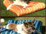 Anti Chew Dog Beds Australia No Chew Bed 28 Images No Chew Bed 28 Images No Chew