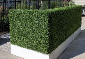 Artificial Hedges for Outdoors Artificial Outdoor Boxwood Hedge by Home Infatuation