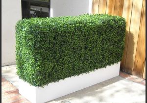 Artificial Hedges for Outdoors Boxwood Indoor Artificial Hedge In Modern Planter 36in L X